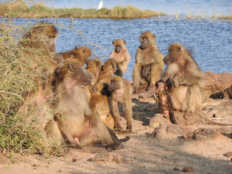 Ngamiland Private Tour - Chacma baboons