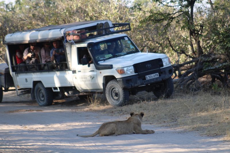 Ngamiland Private Tour - watching a lion cub while on game drive