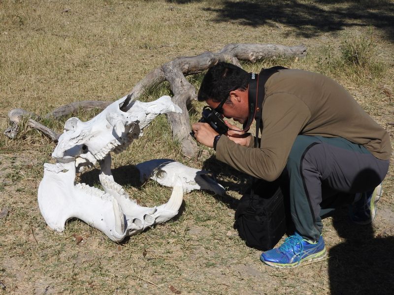 Ngamiland Private Tour - hippo skull