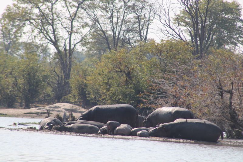 Ngamiland Private Tour - hippos - moremi game reserve