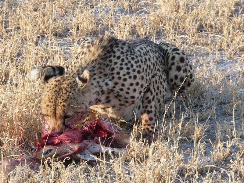 Ngamiland Private Tour - a cheetah with a kill