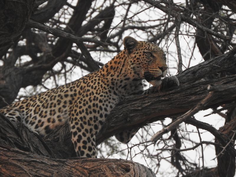 Ngamiland Private Tour - Leopard on the tree