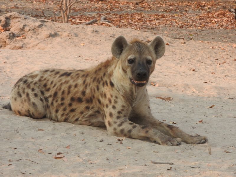 Ngamiland Private Tour - spotted hyena - moremi game reserve