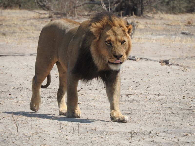 Ngamiland Private Tour - male lion in savuti (chobe national park)