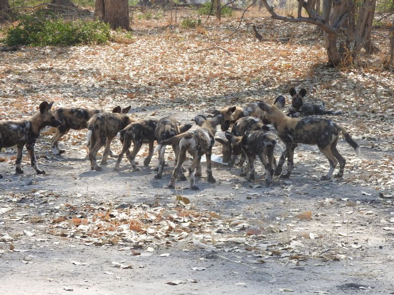 Ngamiland Private Tour - wild dog puppies moremi game reserve 