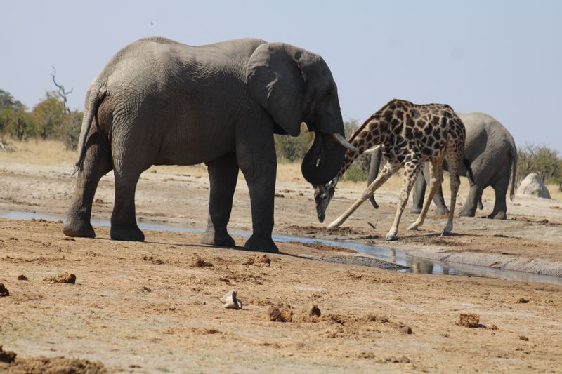 Ngamiland Private Tour - african safari in moremi game reserve