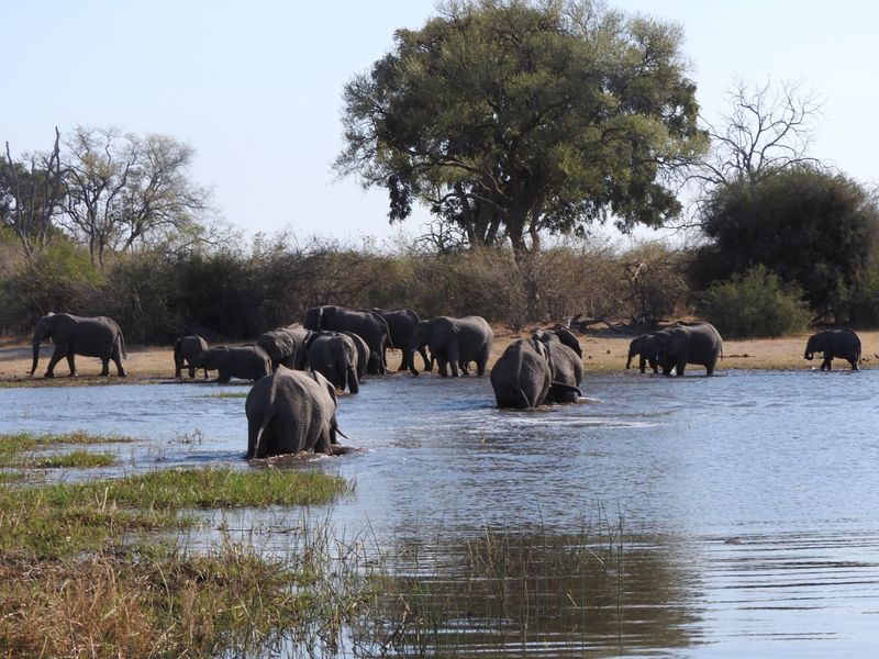 Ngamiland Private Tour - African elephant swimming across okavango river channel