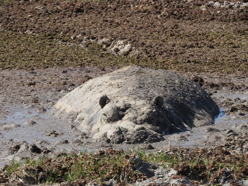 Ngamiland Private Tour - bachelor hippo 