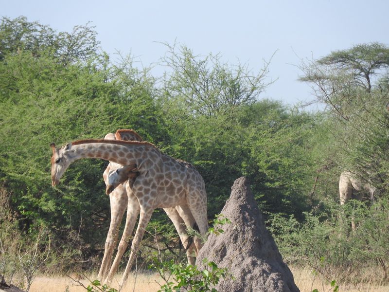 Ngamiland Private Tour - Giraffe fighting - Okavango delta