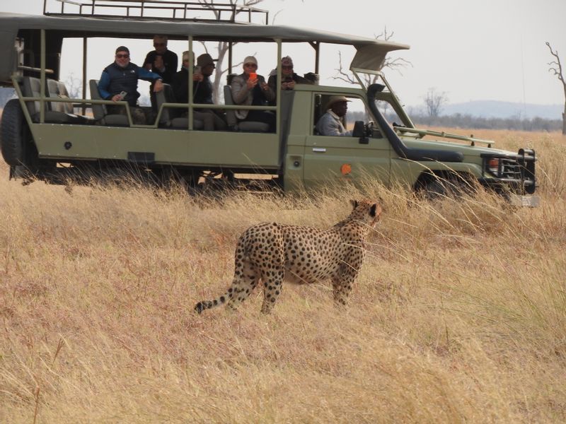 Ngamiland Private Tour - A hunting cheetah 