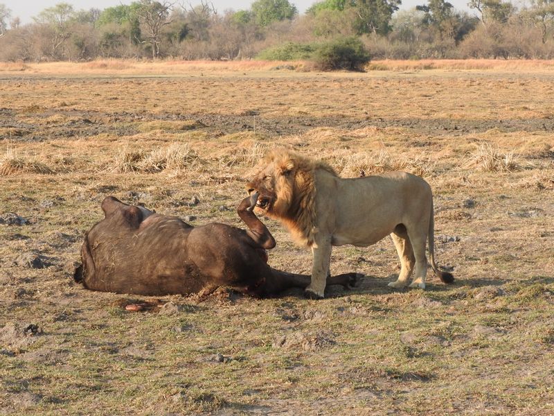 Ngamiland Private Tour - Lion next a buffalo kill in Moremi