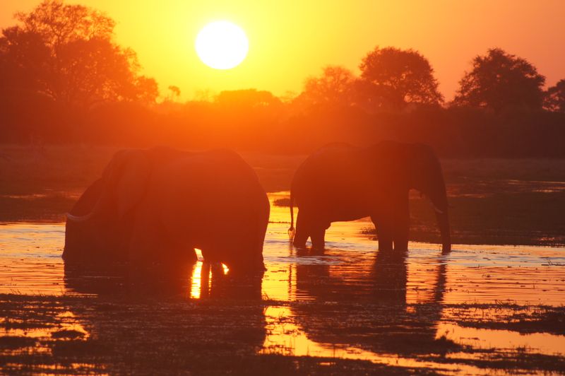 Ngamiland Private Tour - African elephants drinking at sunset