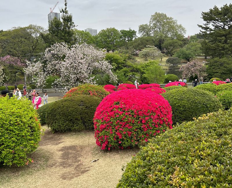 Tokyo Private Tour - Shinjuku Gyoen Park