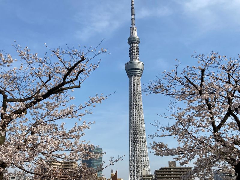 Tokyo Private Tour - Tokyo SkyTree & Cherry Blossoms