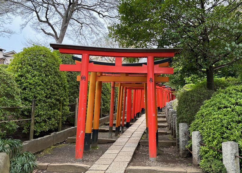 Tokyo Private Tour - The Thousand Torii Gates of Nezu Shrine