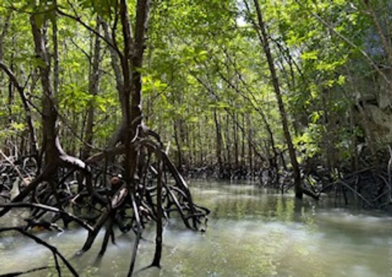 Phuket Private Tour - Mangrove - Phangnga Bay