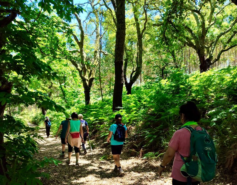 Algarve Private Tour - Walking under the cork oaks