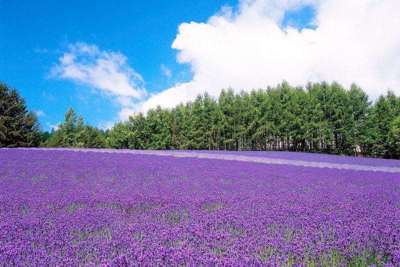 Hokkaido Private Tour - 