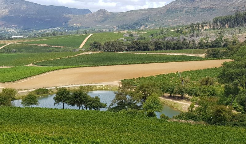 Western Cape Private Tour - Constantia Vineyards