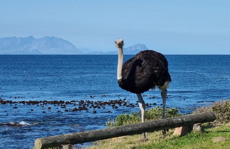 Western Cape Private Tour - Ostrich