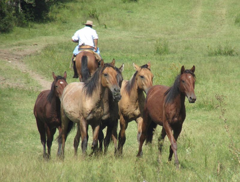 Montevideo Private Tour - 