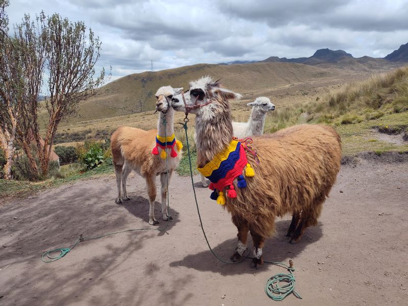 Pichincha Private Tour - Quito's cable car, on top. 