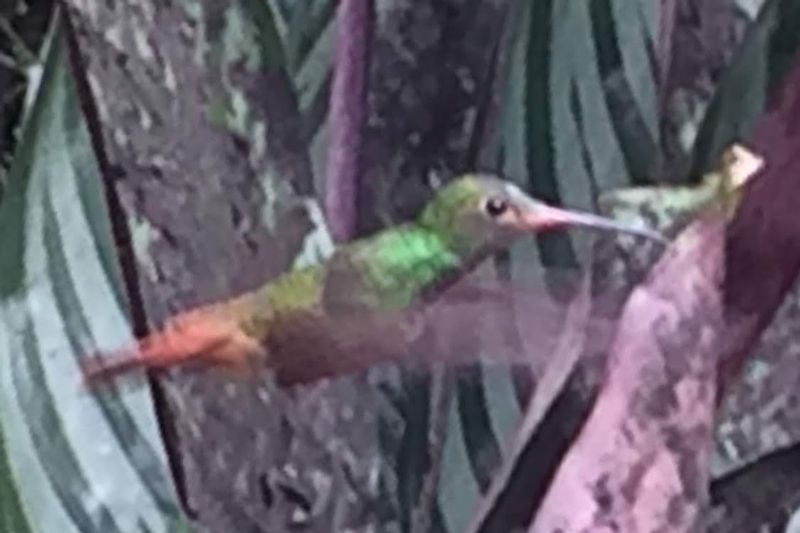 Pichincha Private Tour - Hummingbird. Alambí reseerve.