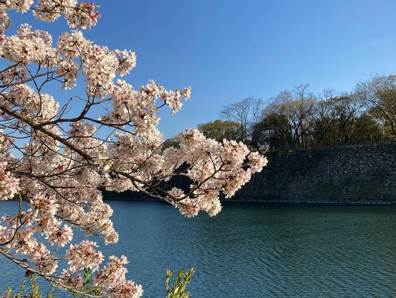 Osaka Private Tour - Cherry blossoms near Osaka castle