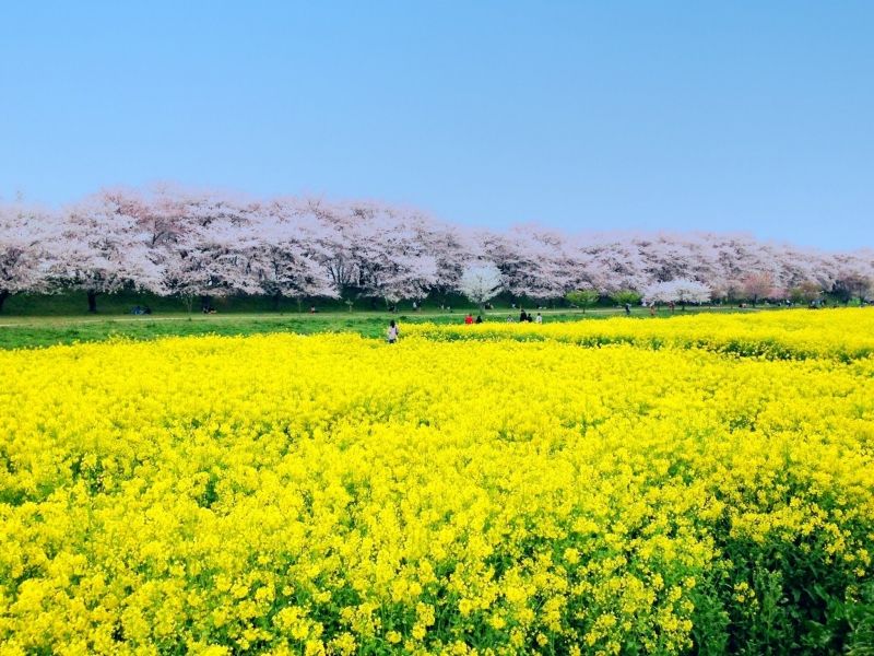 Chiba Private Tour - Cherry blossoms in Saitama