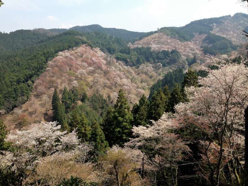 Osaka Private Tour - Cherry blossoms on Mt. Yoshino