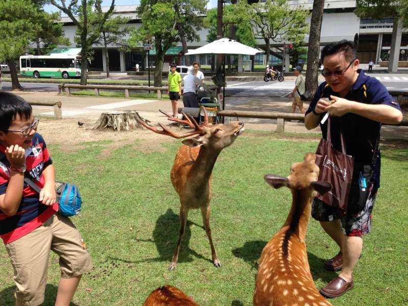 Osaka Private Tour - My guests from Hong Kong playing with deer in Nara Park