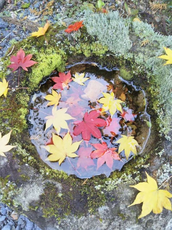 Osaka Private Tour - Autumn Leaves in water basin