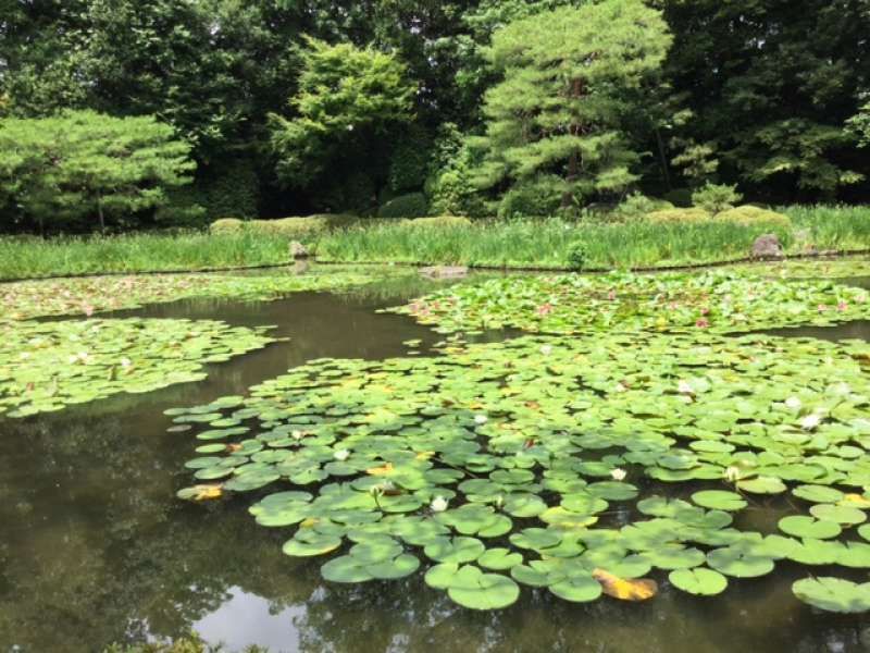 Okayama Private Tour - Jardín del santuario Heian Jingu