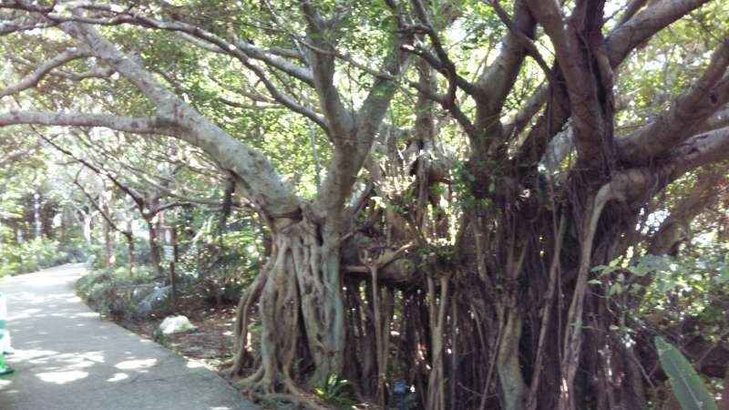 Okinawa Main Island Private Tour - Walking in the little forest by the shuri castle, here is historical and traditional place. 