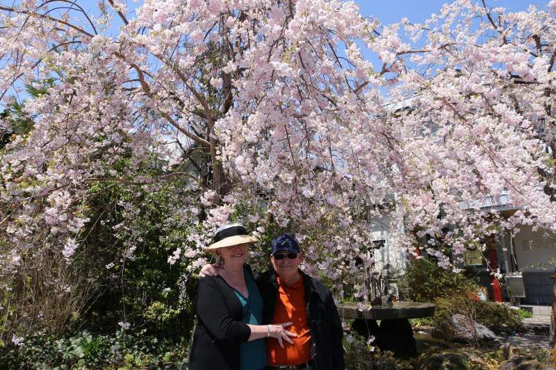 Tokyo Private Tour - Weeping Cherry Blossoms in Nikko.  The blooming time of weeping cherry trees is usually later than other cherry, and therefore, you can enjoy various cherry blossoms for a long time in Spring. 
.