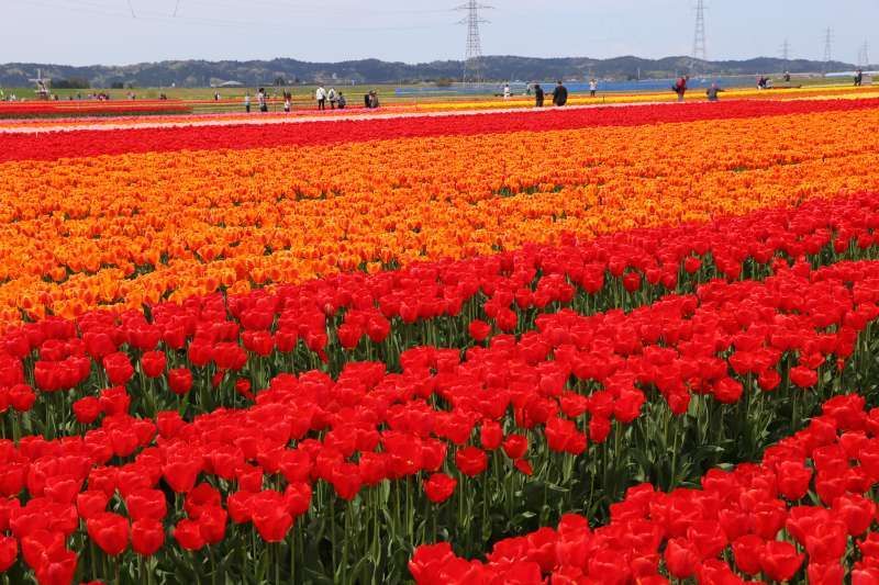 Tokyo Private Tour - Tulip field in Niigata.  Niigata is the number one producer of cut tulips and the number two producer of tulip bulbs in Japan.