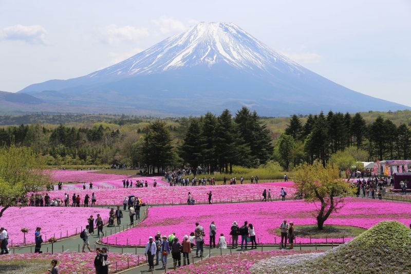 Tokyo Private Tour - Mt.Fuji and shiba-zakura flowers in May.