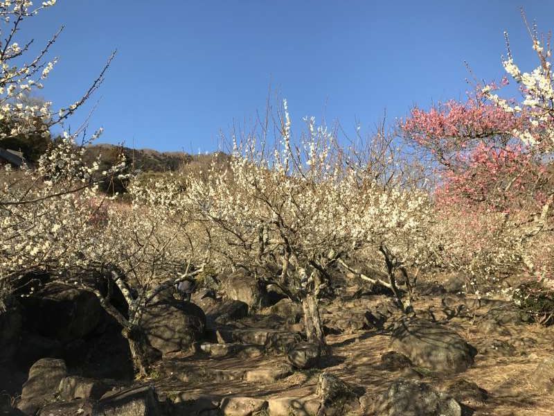 Ibaraki Private Tour - This is  plum flowers at the foot of Mt. Tsukuba.