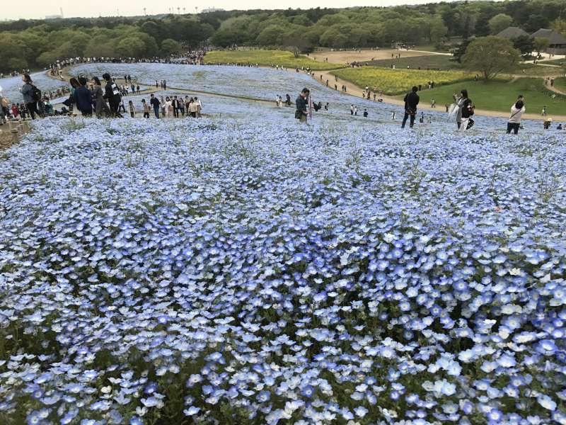 Ibaraki Private Tour - This is the flower field of Nemofila near Moto in  Ibaraki prefecture.