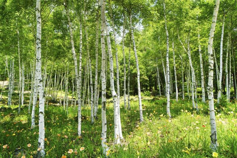 Kanagawa Private Tour - White birch trees