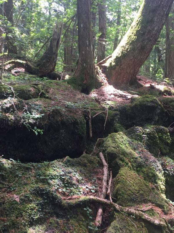 Mount Fuji Private Tour - Moss-covered trees and lava in Aokigahara forest, "Sea of Trees"