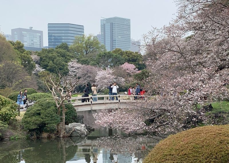 Kanagawa Private Tour - Cherry blossoms in Shinjuku