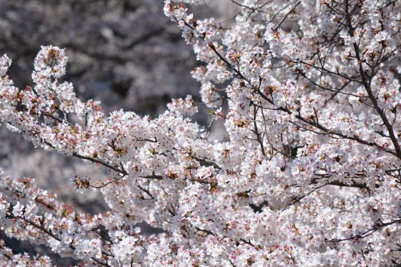 Tokyo Private Tour - Cherry Blossoms