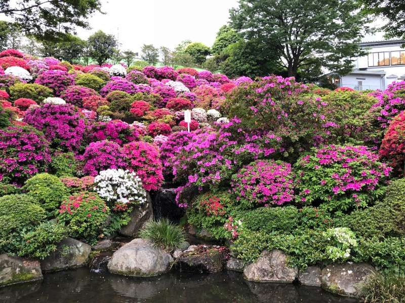 Tokyo Private Tour - Azalea in Nezu shrine