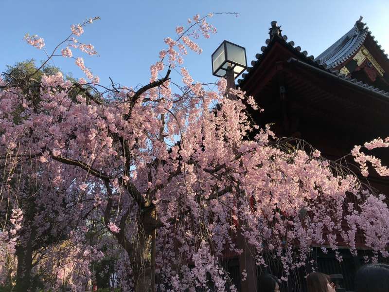 Tokyo Private Tour - Cherry Brossoms in Ueno park