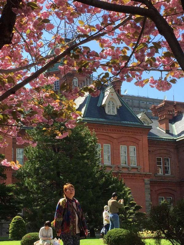 Hokkaido Private Tour - Flores de cerezo en el Ladrillo Rojo, el antiguo edificio del gobierno de Hokkaido, Sapporo