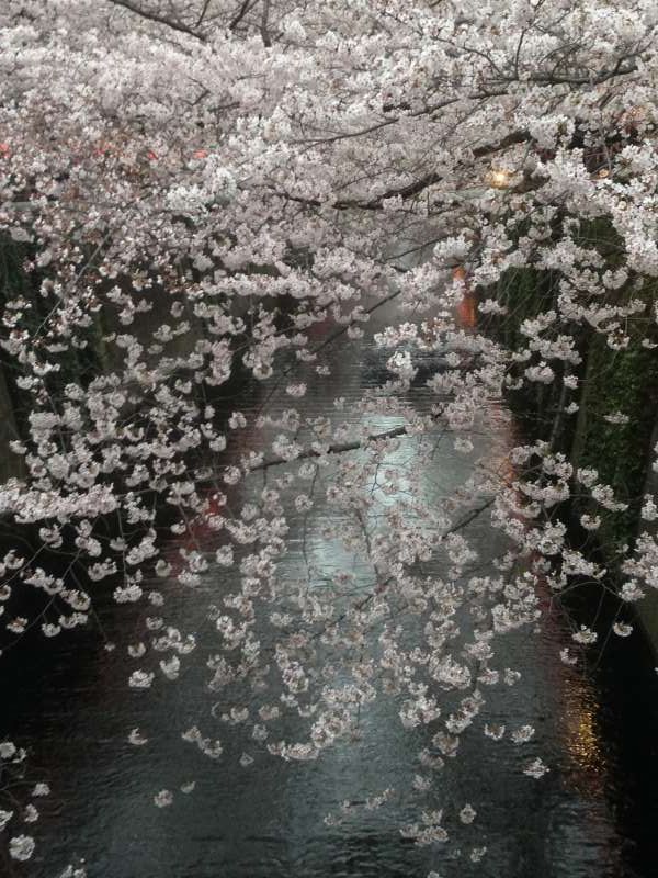 Tokyo Private Tour - Cherry blossoms at Nakameguro