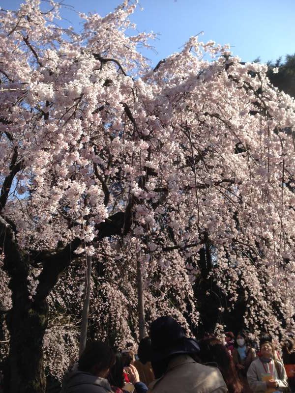 Tokyo Private Tour - Cherry blossoms at Shinjuku Goen park