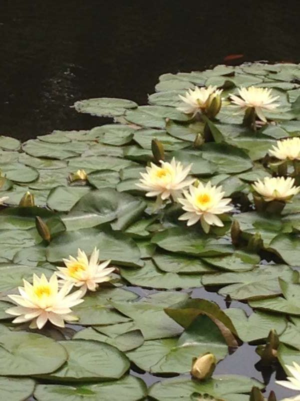 Tokyo Private Tour - Lotus flower at Meiji Shrine Inner Garden