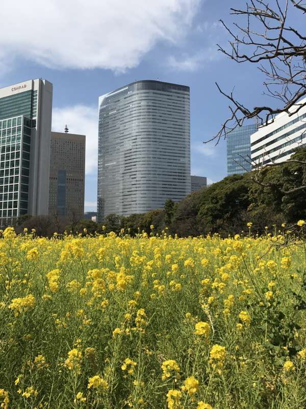 Tokyo Private Tour - Hamarikyu Garden & Skyscrapers